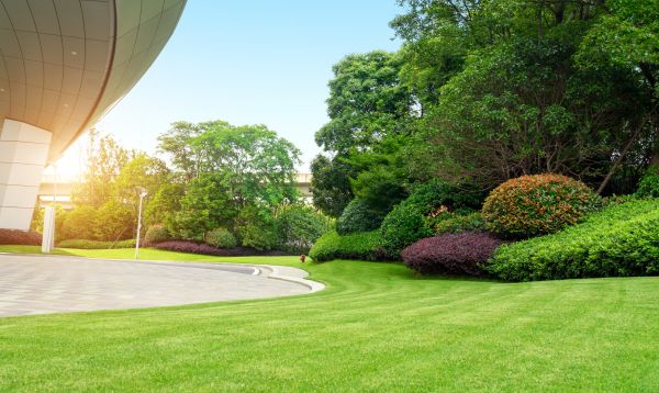 Commercial Shrub Trimming in Stamford