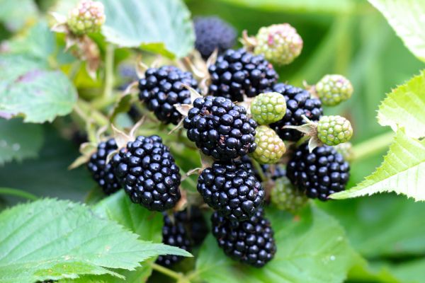 Blackberry Bush Removal in Stamford