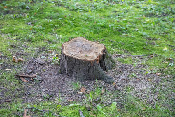 Bush Stump Removal in Stamford