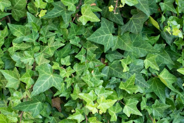 Cost of English Ivy Removal in Stamford
