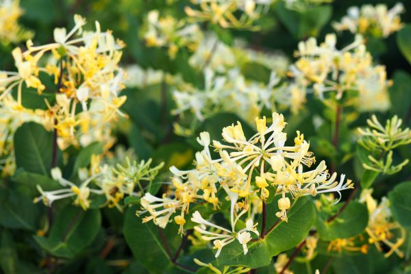 Cost of Honeysuckle Removal in Stamford