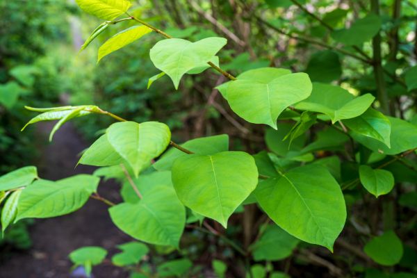 Cost of Invasive Plant Removal in Stamford