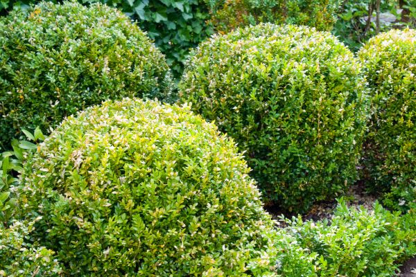 Cost of Landscape Trimming Service in Stamford