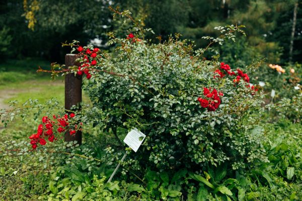 Cost of Rose Bush Removal in Stamford