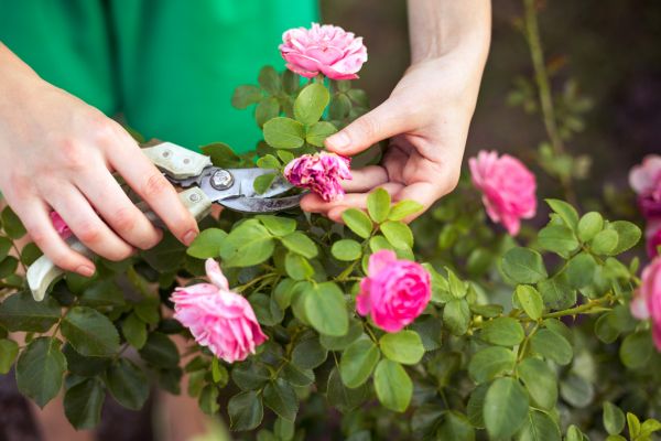 Cost of Rose Trimming in Stamford