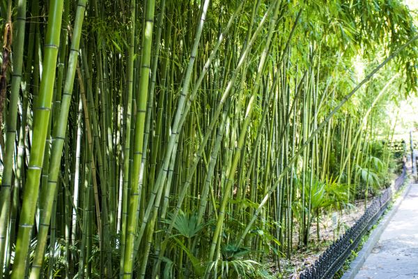 Cost of Bamboo Root Removal in Stamford