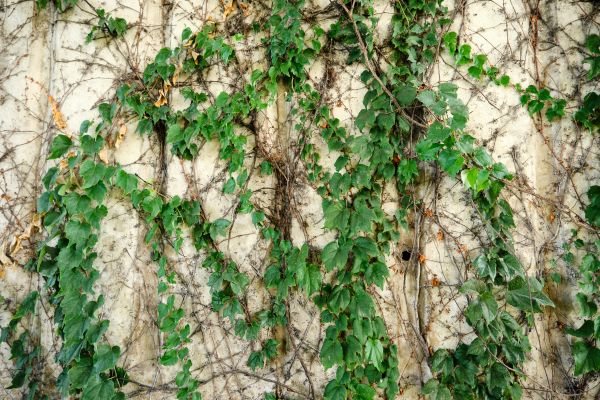 Cost of Vine Removal Service in Stamford