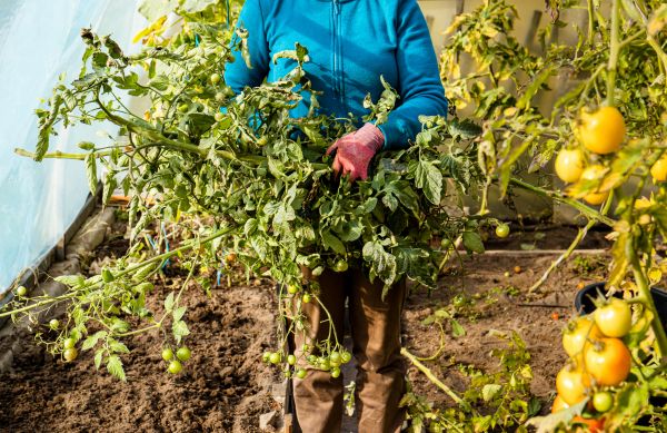 Cost of Garden Plant Removal in Stamford