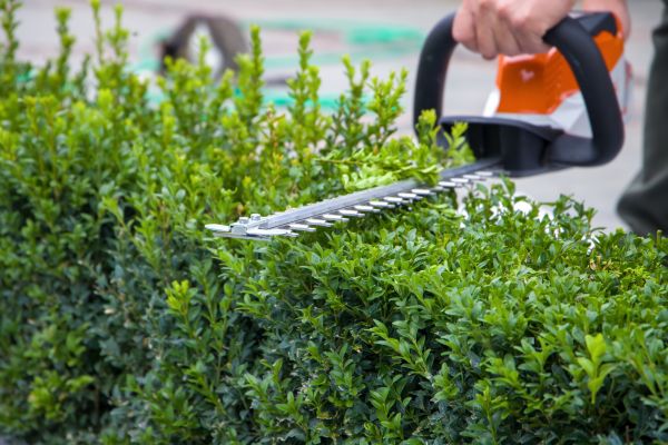Hedge Shearing in Stamford