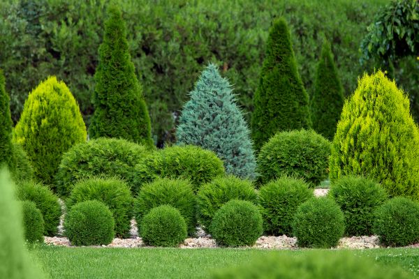 Cost of Shrub Shaping in Stamford