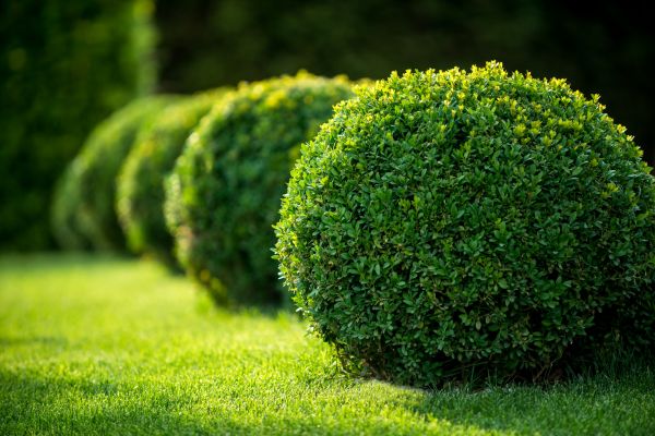 Cost of Bush Pruning in Stamford
