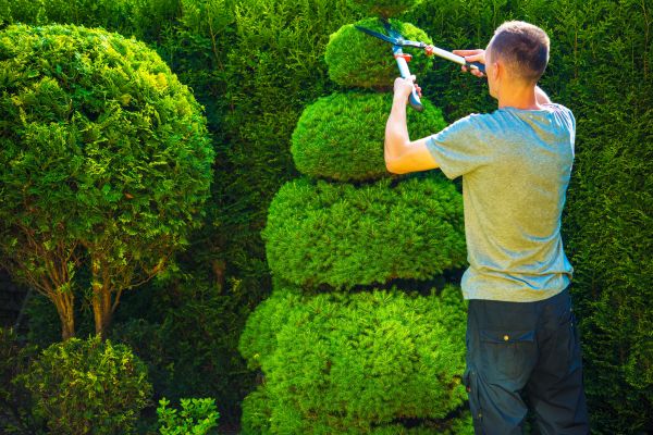 Cost of Topiary Shaping in Stamford