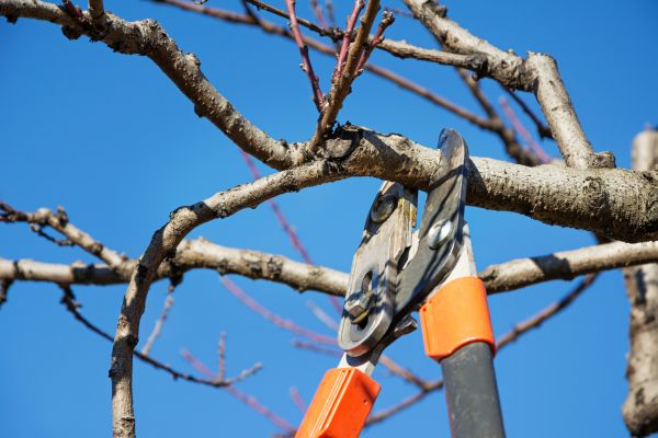 Cost of Selective Pruning in Stamford