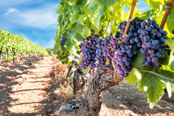 Cost of Grapevine Pruning in Stamford