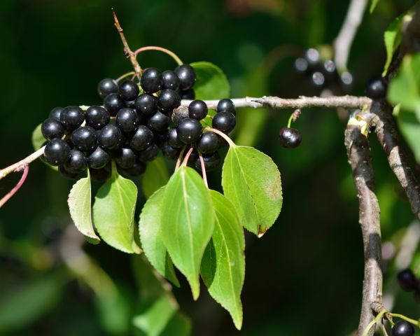 Cost of Buckthorn Removal in Stamford