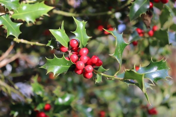 Cost of Holly Tree Trimming in Stamford