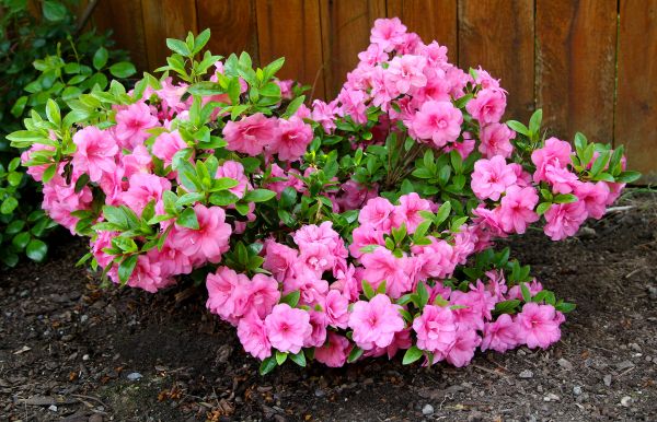 Cost of Azaleas Removal in Stamford