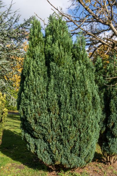 Cost of Juniper Trimming in Stamford