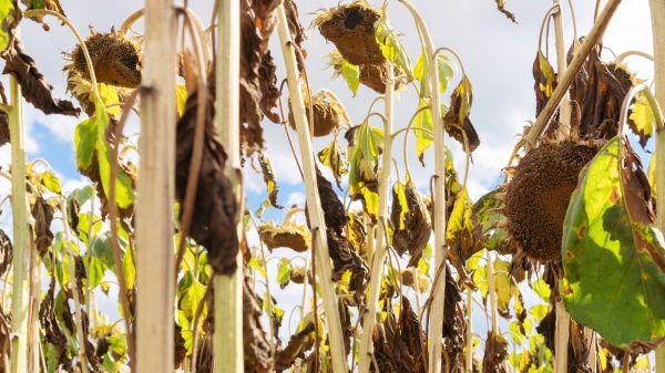 Cost of Dead Plant Removal in Stamford