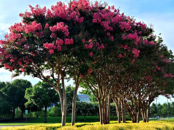 Cost of Crepe Myrtle Pruning in Stamford