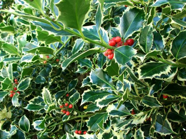Cost of Holly Bushes Trimming in Stamford