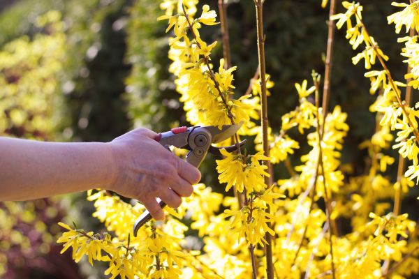 Forsythia Pruning in Stamford