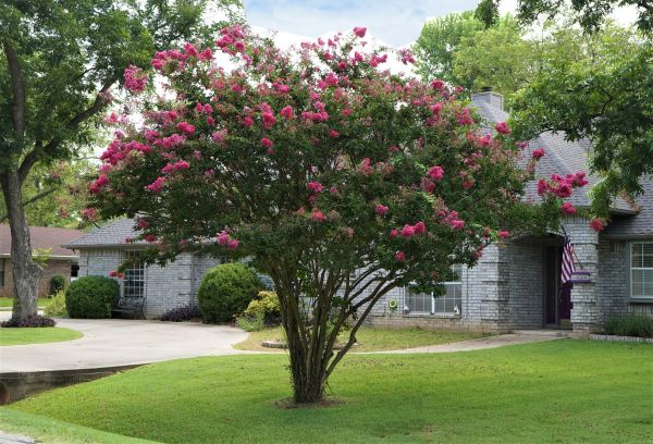 Crepe Myrtle Trimming in Stamford