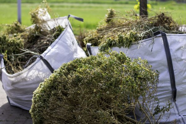 Cost of Shrubs Removal in Stamford
