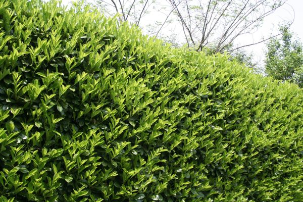 Cost of Laurel Shrub Removal in Stamford