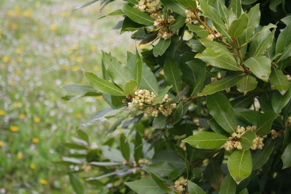 Cost of Laurel Trimming in Stamford