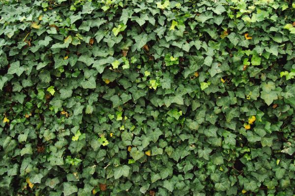 Cost of Ivy Pruning service in Stamford