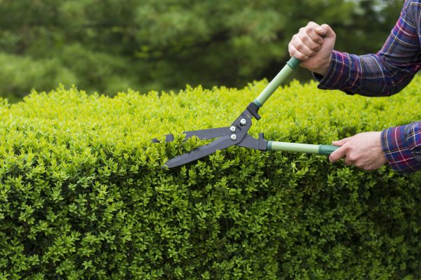 Cost of Evergreen Shrub Pruning in Stamford