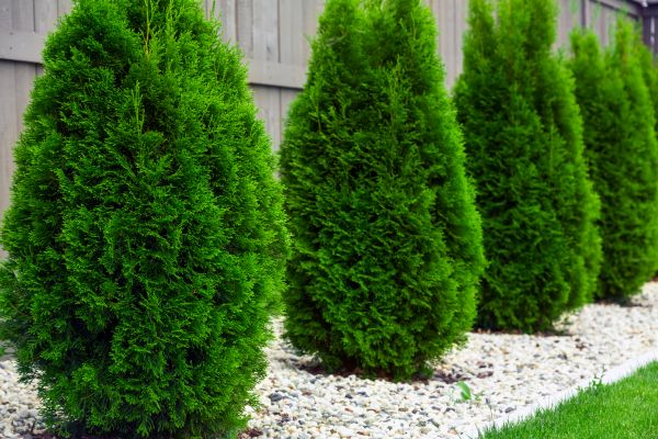 Cost of Arborvitae Shaping in Stamford