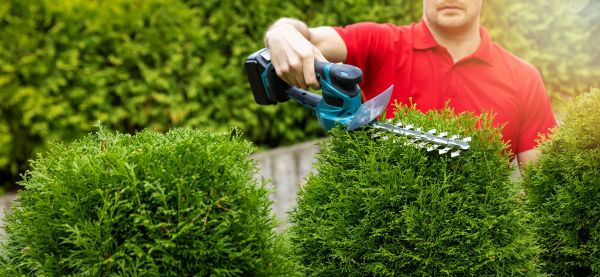 Cost of Hedge Shaping Service in Stamford