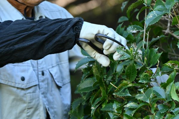Holly Pruning in Stamford