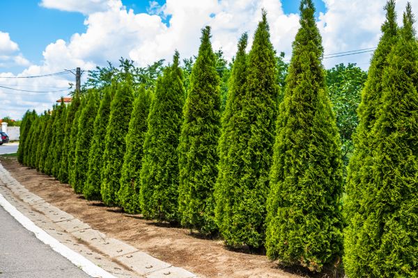 Cost of Arborvitae Shearing in Stamford
