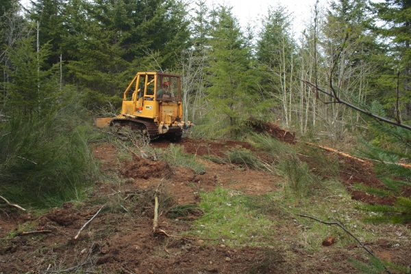 Cost of Shrubbery Clearing in Stamford
