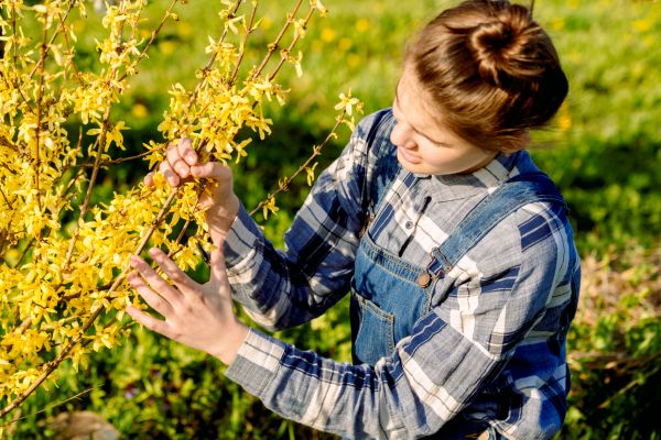 Cost of Forsythia Trimming in Stamford