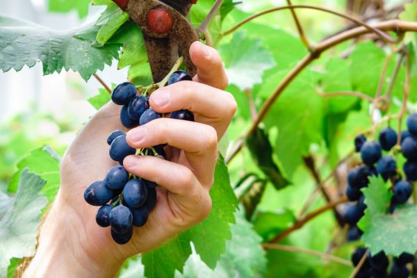 Cost of Vineyard Pruning in Stamford