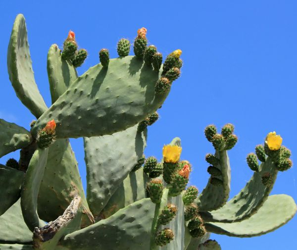 Cost of Cactus Removal in Stamford