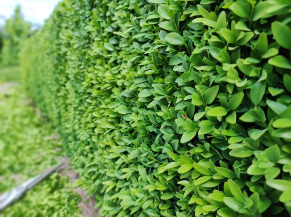 Cost of Boxwood Pruning in Stamford
