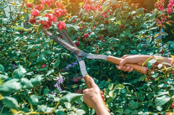 Knockout Roses Pruning in Stamford