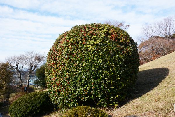 Cost of Holly Shrub Pruning in Stamford