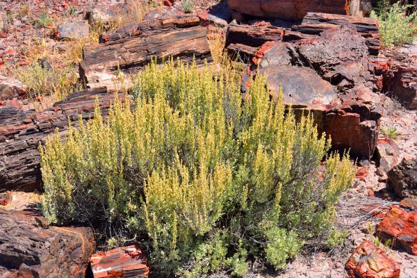 Cost of Sagebrush Removal in Stamford