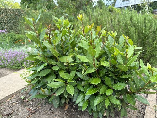 Cost of Laurel Hedge Trimming in Stamford
