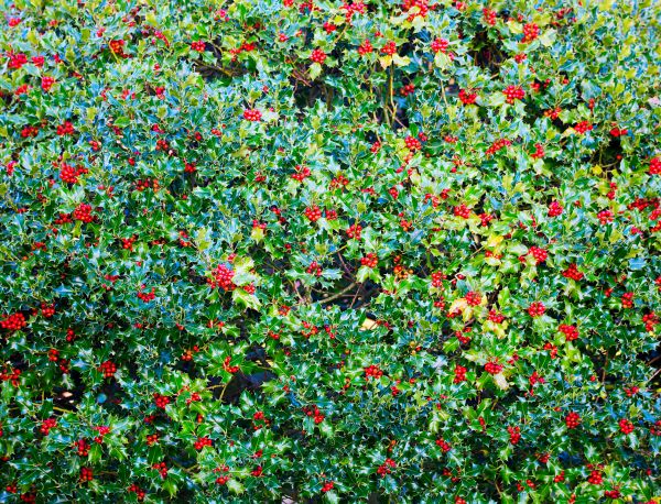 Cost of Holly Bush Removal in Stamford