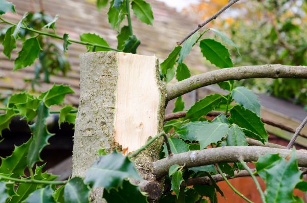 Cost of Holly Tree Removal in Stamford