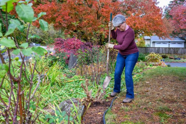 Cost of Dead Bush Removal in Stamford