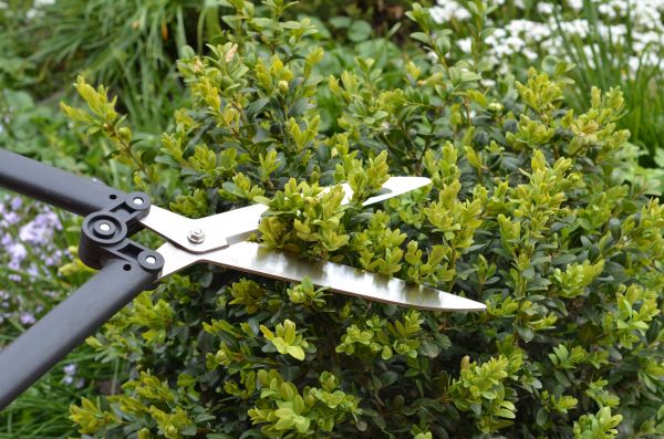 Cost of Boxwood Trimming in Stamford