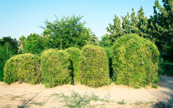 Cost of Bamboo Hedge Removal in Stamford